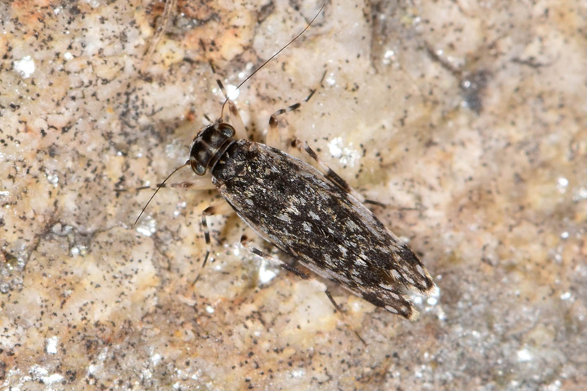 Amphientomidae?